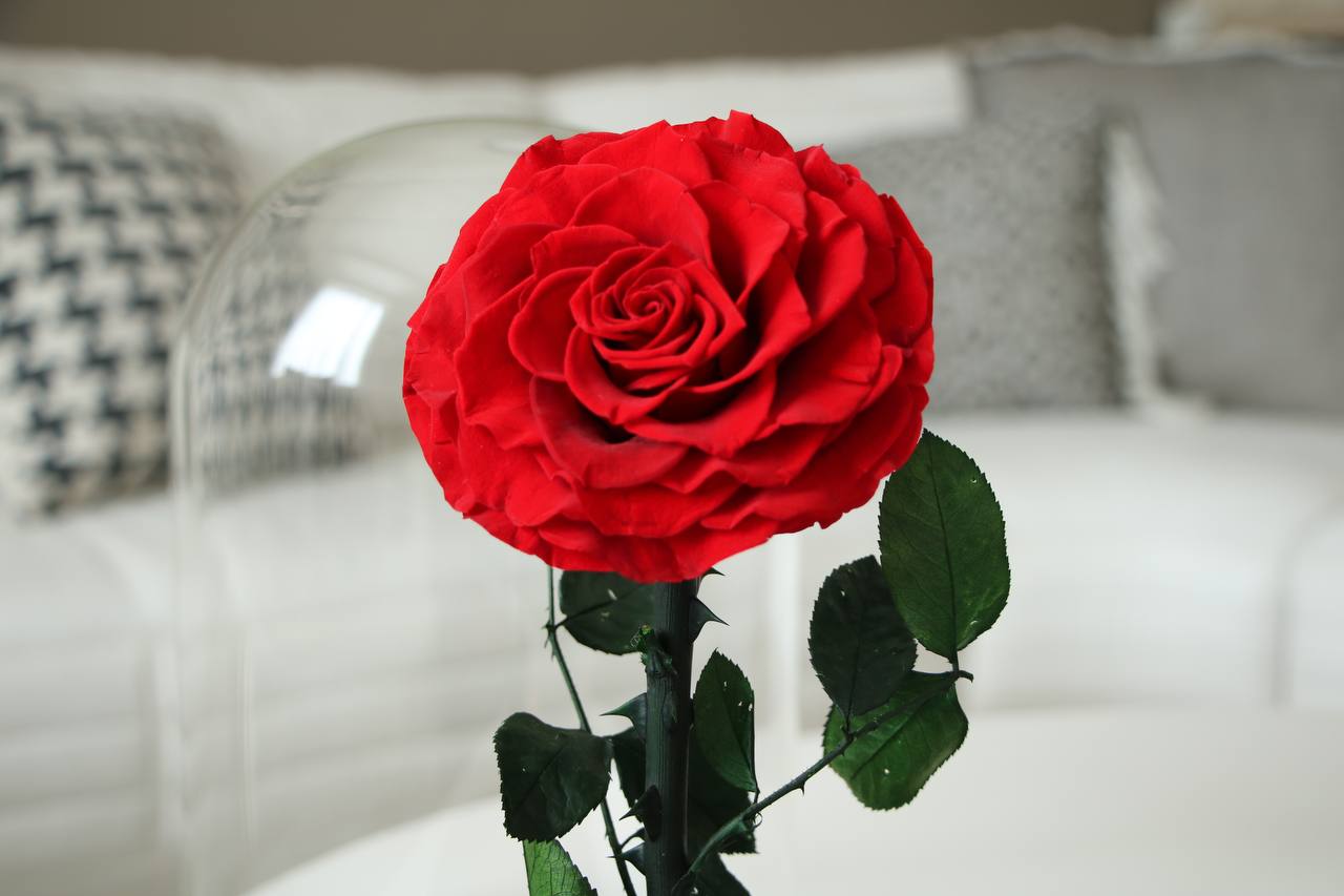 Florever largest rose- Red
