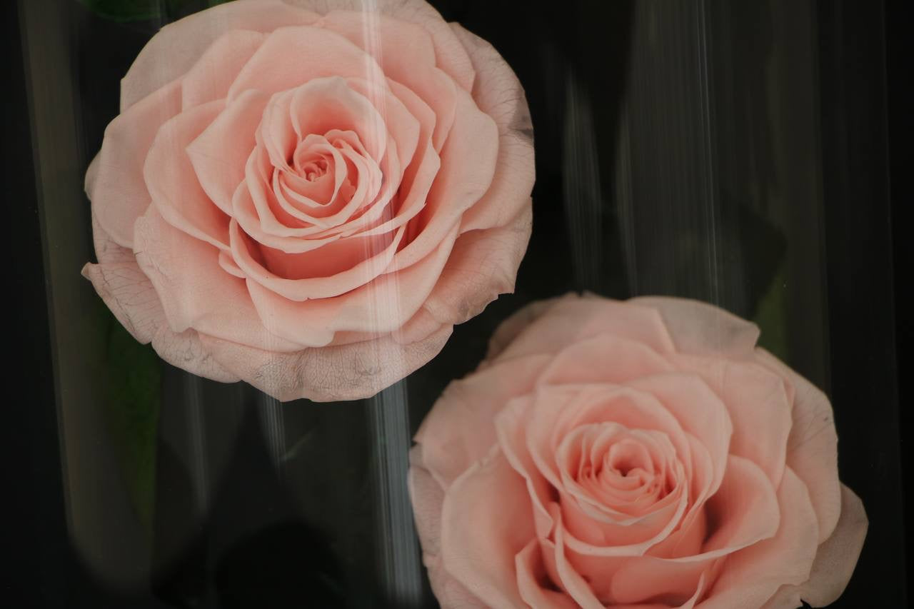Florever Lasting Rose Triple- Sweet Pink