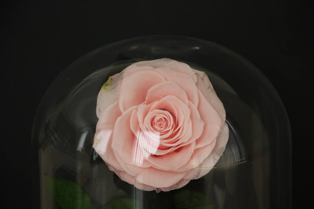 Florever Lasting Rose Triple- Sweet Pink