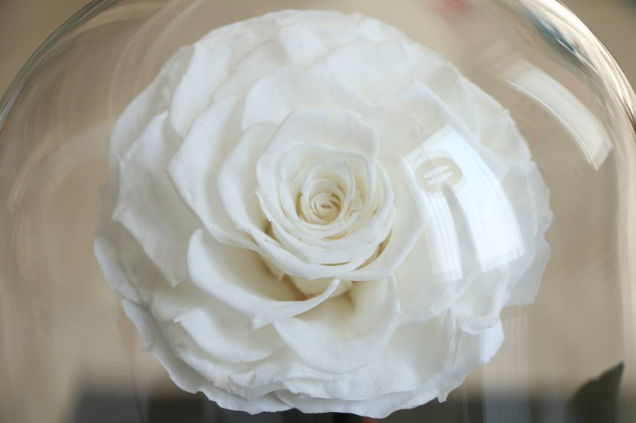 Florever lasting road- White