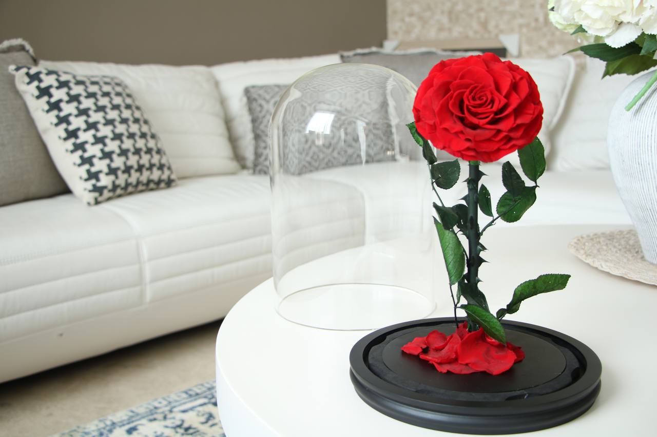 Florever largest rose- Red