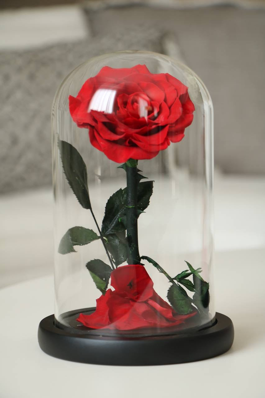Florever Rose Dome- Mini