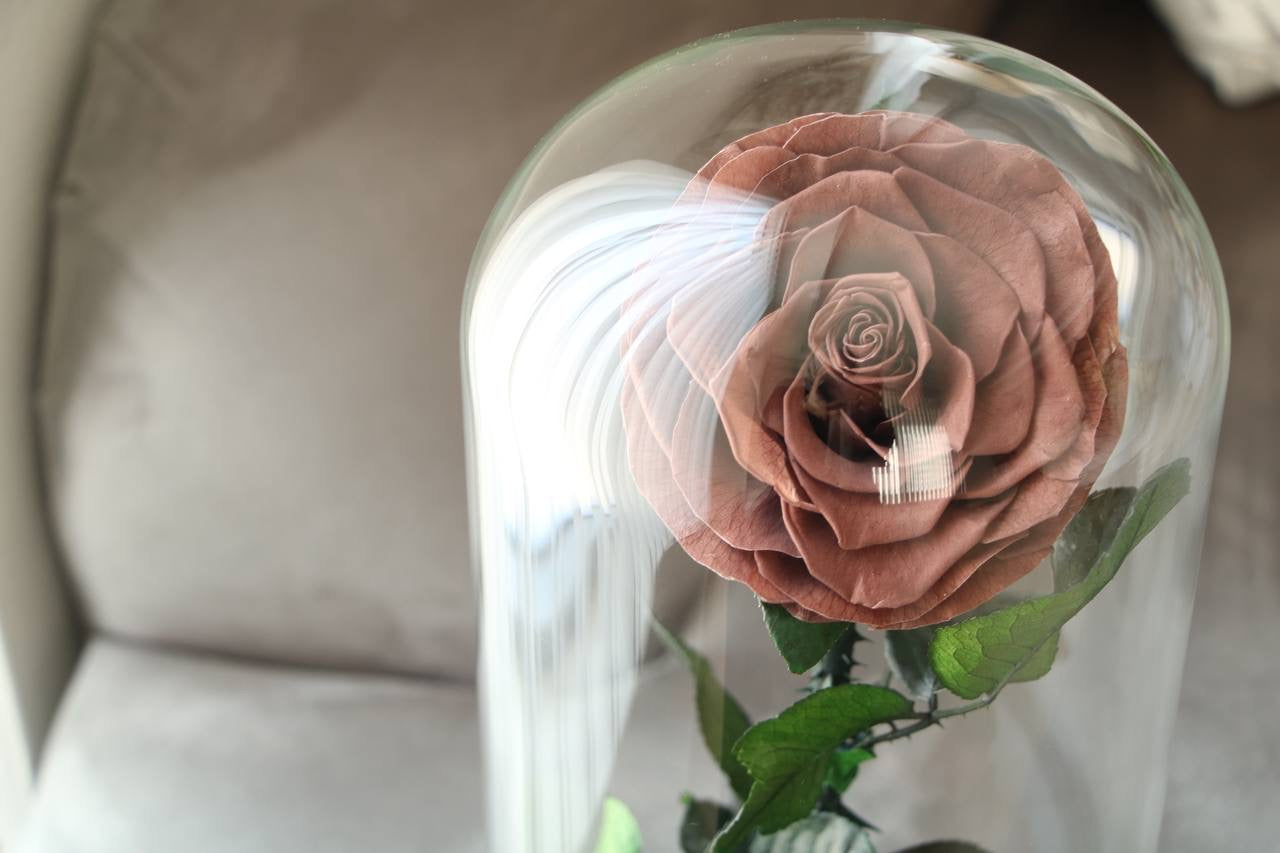 Florever lasting Rose- Smoke