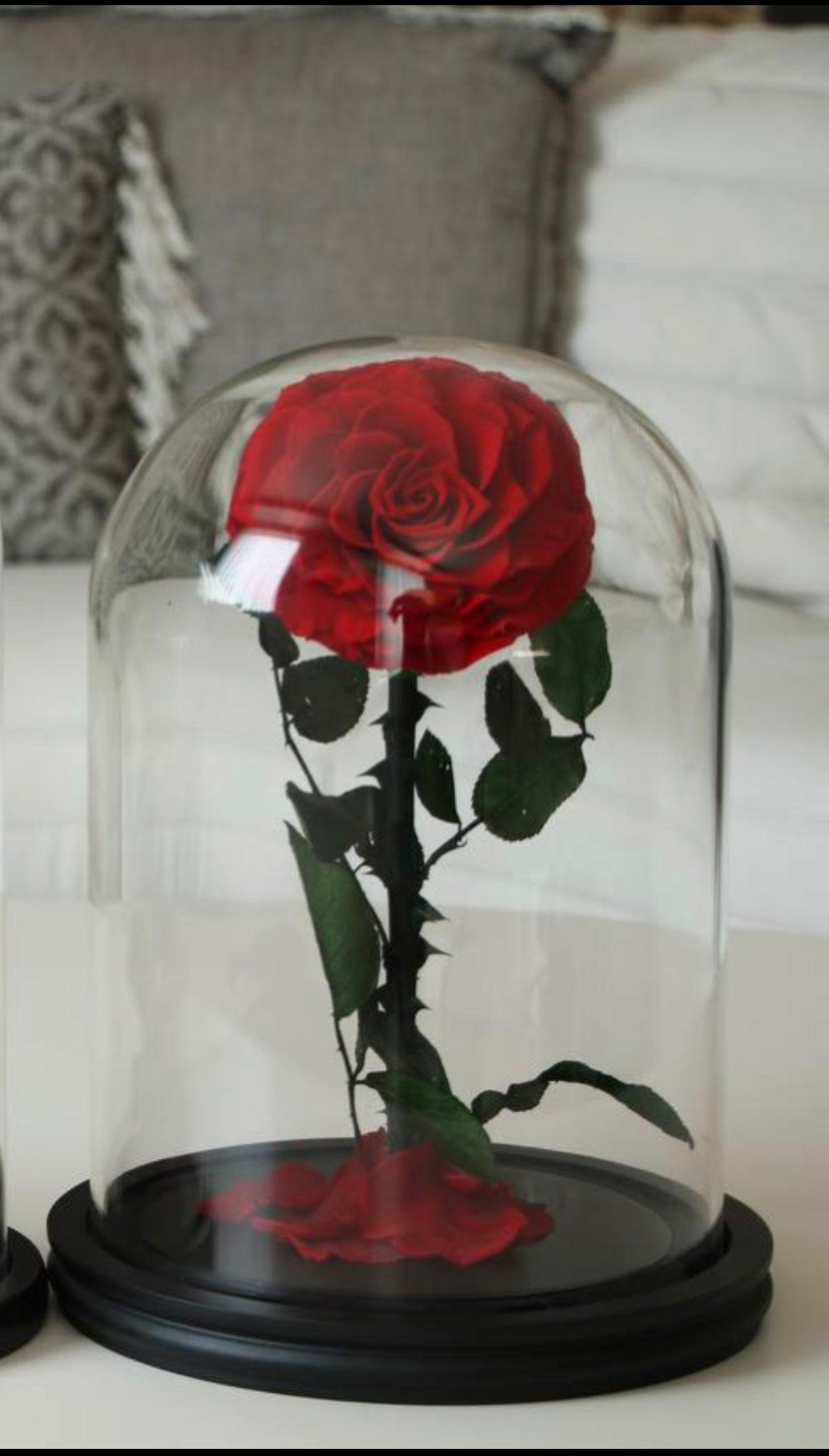 Florever largest rose- Red