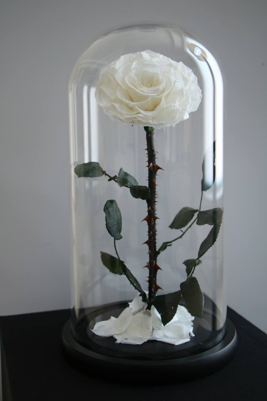 Florever lasting road- White