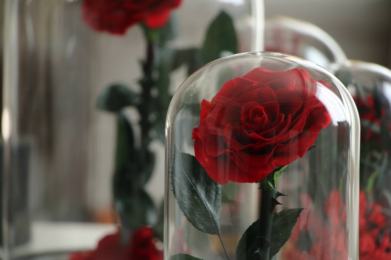 Florever Lasting Rose -Red