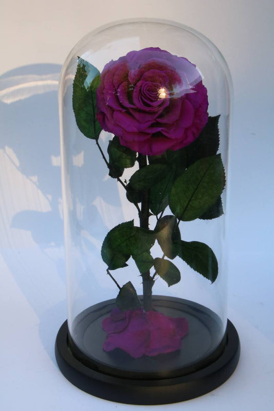 Florever lasting rose- Purple