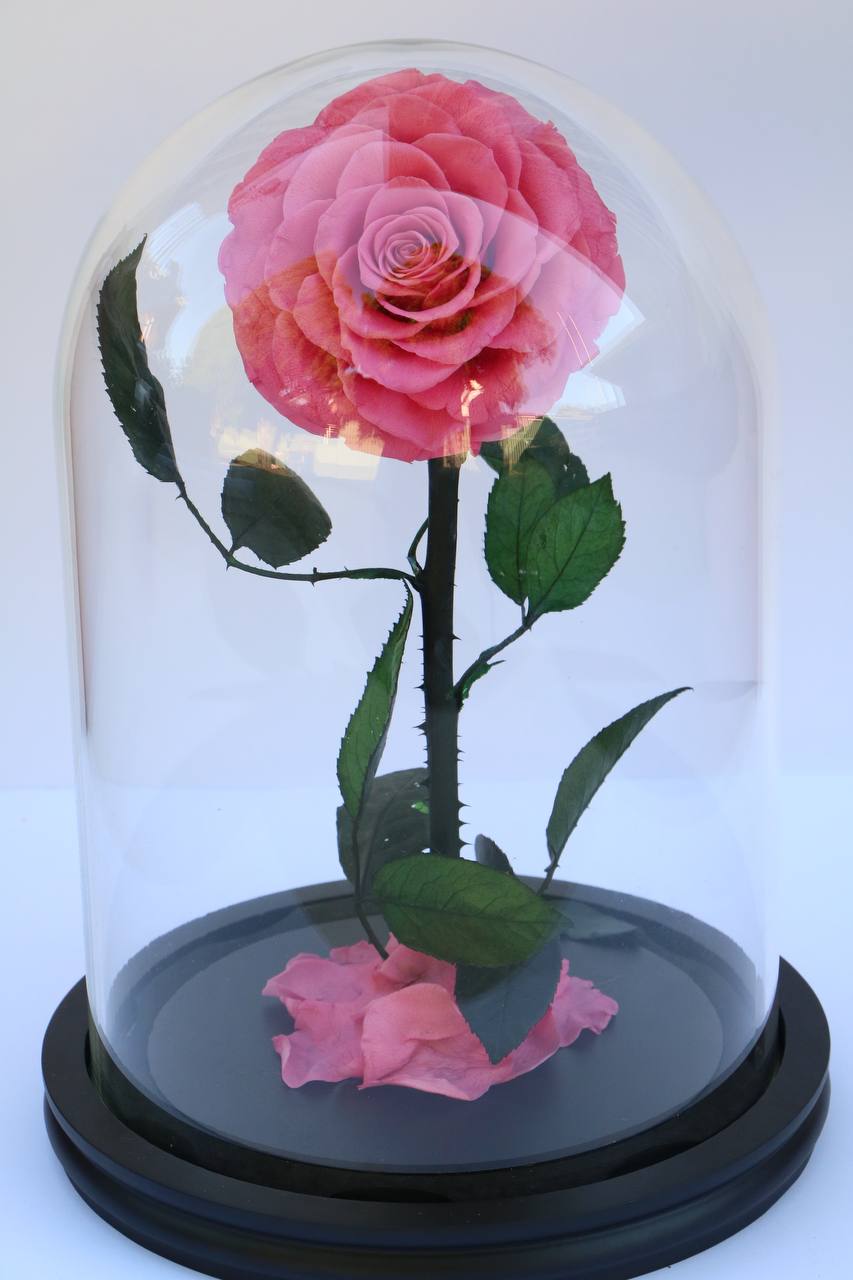 Florever Largest Rose - Sweet Pink