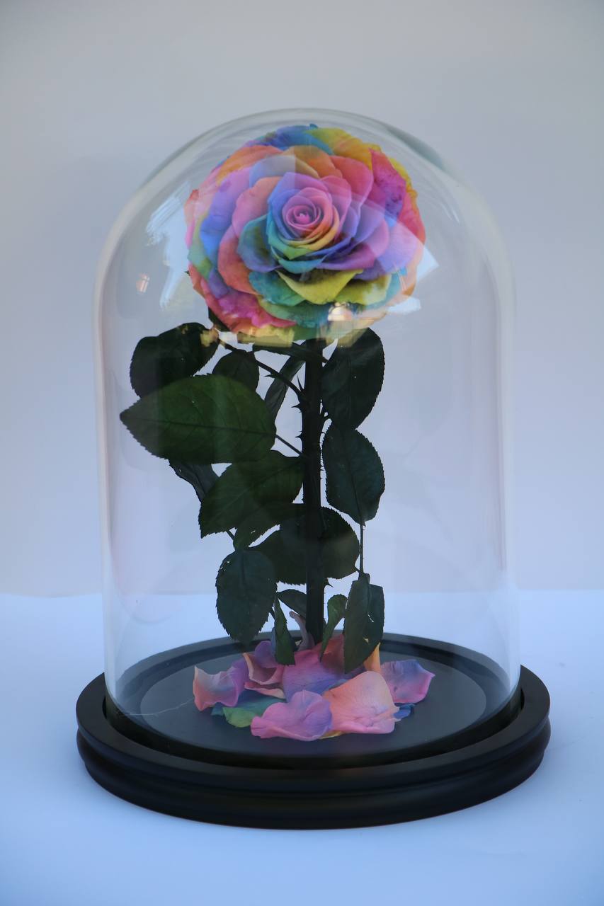 Florever Largest rose - Rainbow