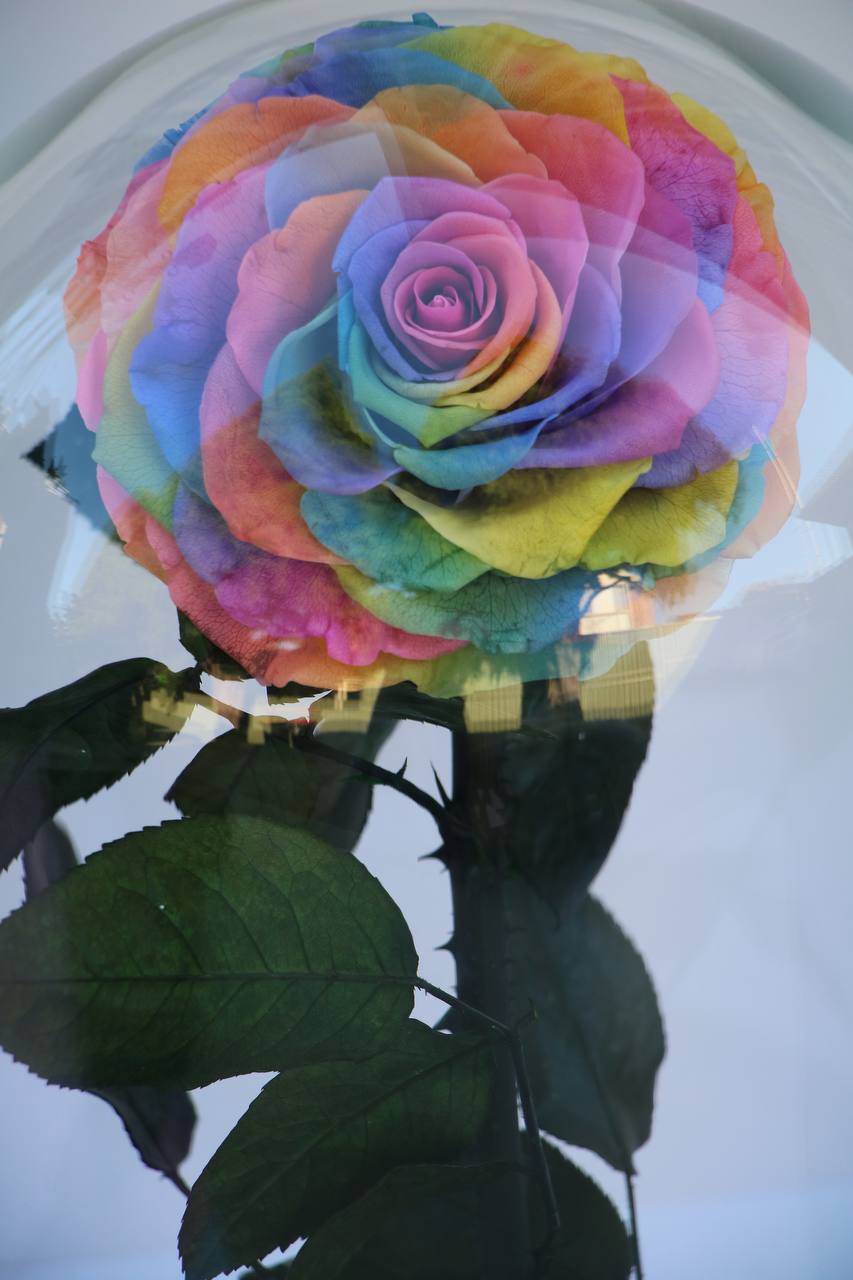 Florever Largest rose - Rainbow