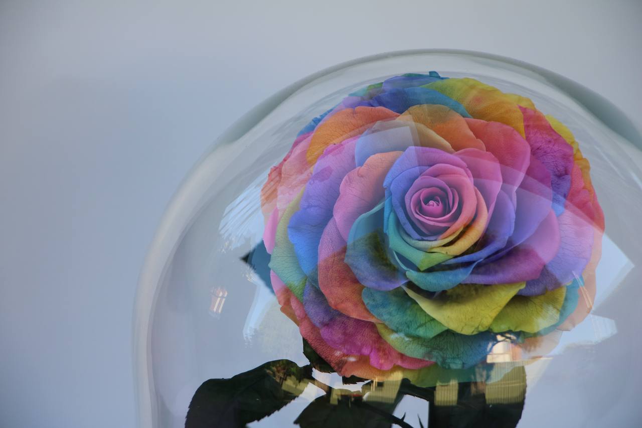 Florever Largest rose - Rainbow