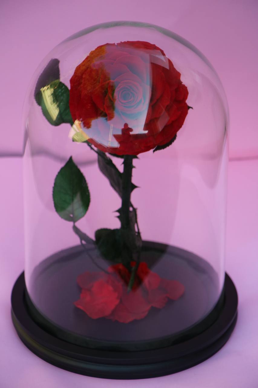 Florever largest rose- Red