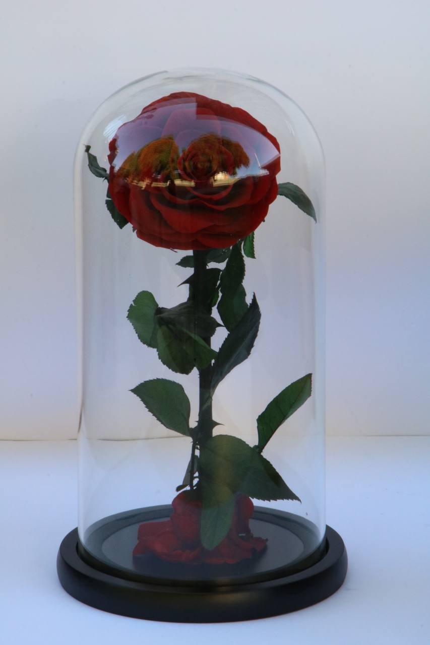 Florever Lasting Rose - Wine Red