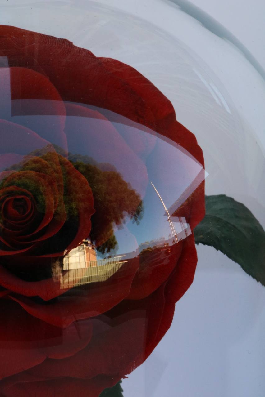 Florever Lasting Rose - Wine Red