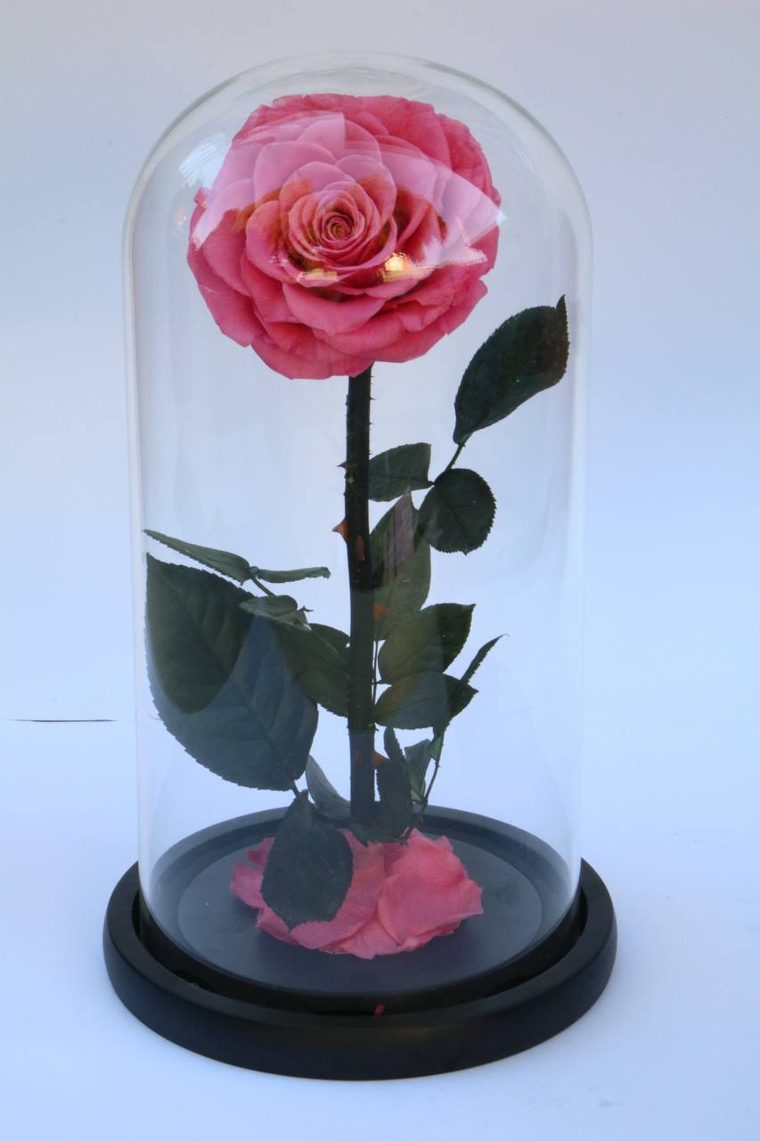 Florever lasting rose - Sweet Pink