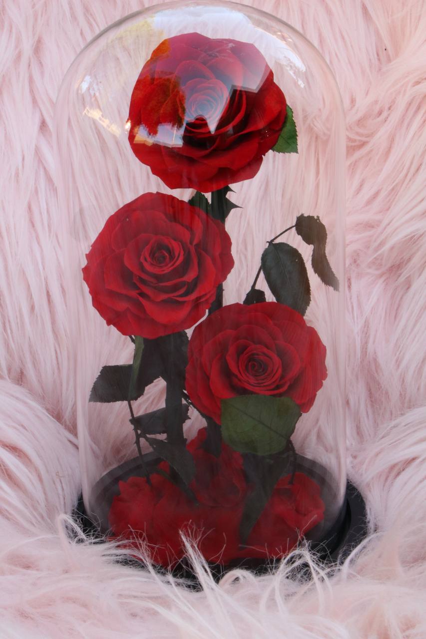 Florever lasting rose triple -Red