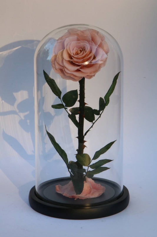 Florever lasting Rose- Light pink
