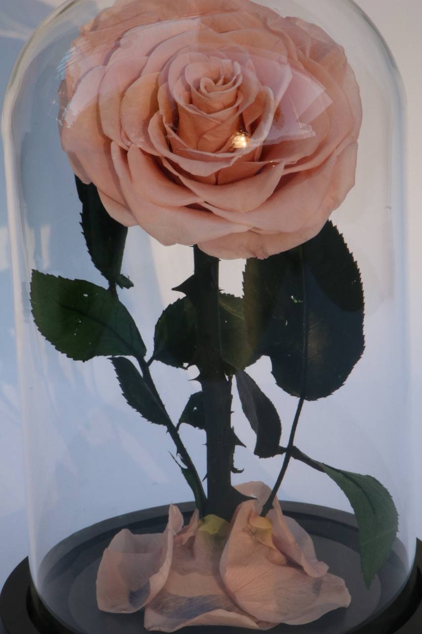 Florever lasting Rose- Light pink